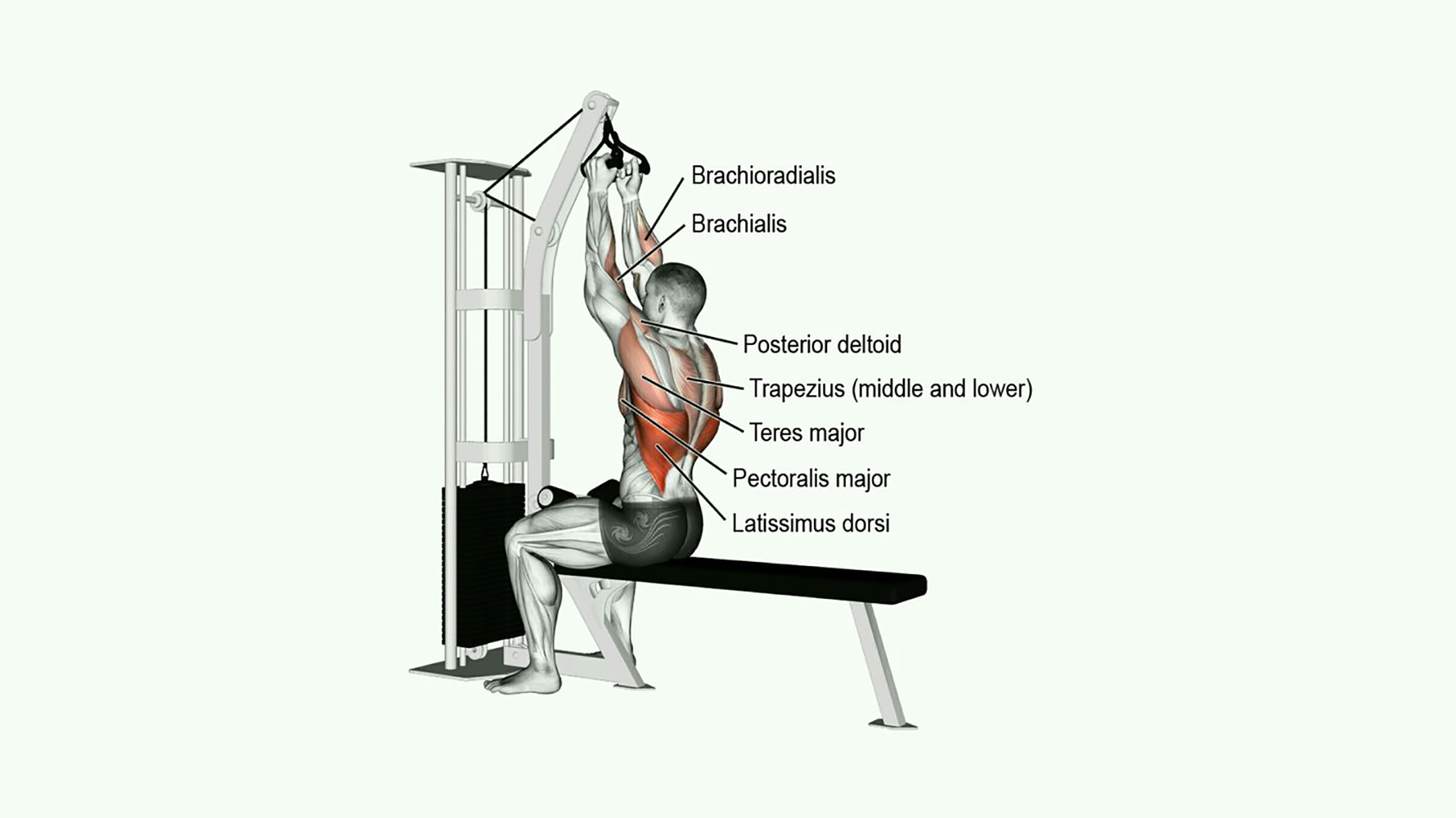 close grip v bar pulldown muscles worked